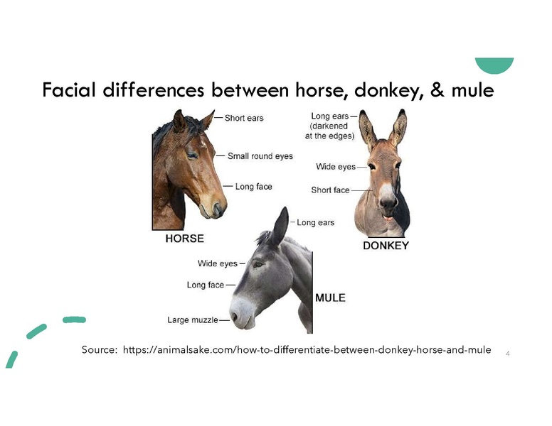 File:Magnificent Mule.pdf