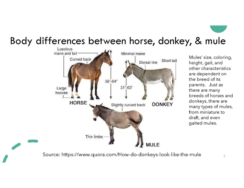 File:Magnificent Mule.pdf